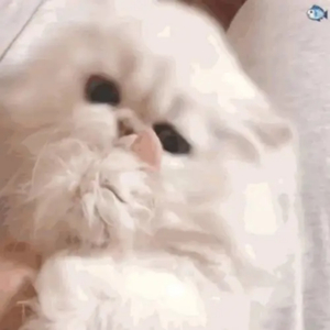 台湾中文综合久久
